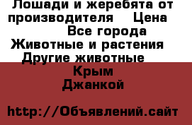 Лошади и жеребята от производителя. › Цена ­ 120 - Все города Животные и растения » Другие животные   . Крым,Джанкой